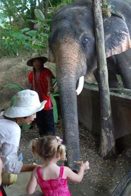 Feeding Elephants in Chiang Mai