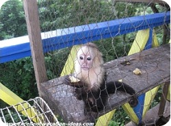 Roatan Island Zip Lining