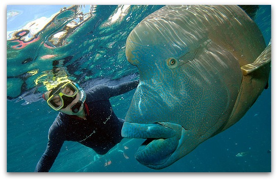 Great Barrier Reef - Snorkeling with a Giant Wrasse