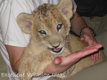 MGM Las Vegas - Lion Cubs