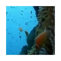 Videos Australia: Great Barrier Reef Diving