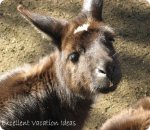 Australia Vacation Ideas - Kangaroo
