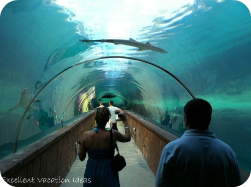 band Een evenement precedent Atlantis Aquarium - One of the best attractions at the Atlantis Bahamas