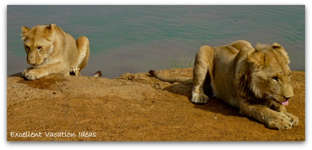 Walk with Lions - having a break