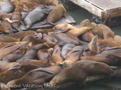 Seals at Pier 39